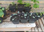 Rode kool plantjes, Tuin en Terras, Ophalen