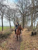 Te koop: leuke 8 jarige D pony merrie., Dieren en Toebehoren, Pony's, Merrie