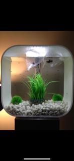 Biorb auquarium 30 liter modern design wit, Ophalen of Verzenden