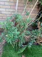 Vlinderstruik, Tuin en Terras, Planten | Tuinplanten, Volle zon, Vaste plant, Zomer, Ophalen