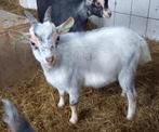 Dwerggeit bok blauwschimmel met tan CAE en CL-vrij, Dieren en Toebehoren, Schapen, Geiten en Varkens, Mannelijk, Geit, 0 tot 2 jaar