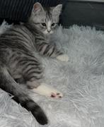 3 Lieve Perzische langhaar kittens te koop, Dieren en Toebehoren, Katten en Kittens | Overige Katten, Meerdere dieren, Langharig