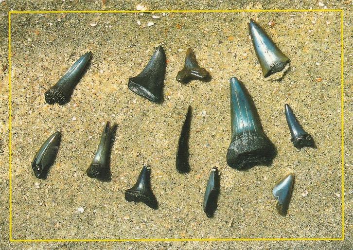 CADZAND 'l Zwin Haaientanden, Verzamelen, Ansichtkaarten | Nederland, Gelopen, Zeeland, 1980 tot heden, Verzenden