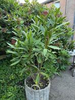 Oleander in rieten mand, Volle zon, Vaste plant, Zomer, Ophalen