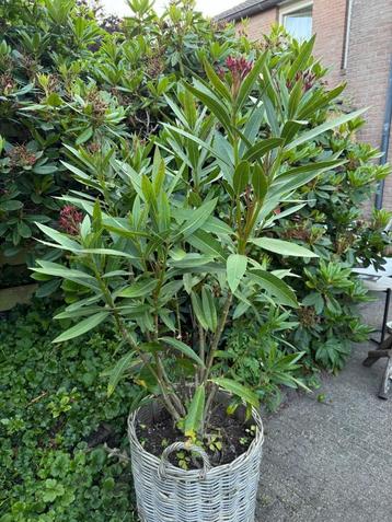 Oleander in rieten mand beschikbaar voor biedingen