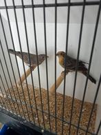 Kanssplit opaal roodmus, Meerdere dieren