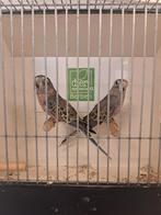 Koppel bourks parkieten, Meerdere dieren, Parkiet