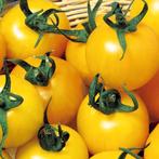Gele Tomaten Zaad ...🌿...." Golden Queen", Ophalen