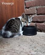 4 onwijs lieve kittens te koop, Meerdere dieren, Kortharig, 0 tot 2 jaar