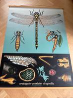 Schoolplaat Cordulegaster annulatus - Libel, Antiek en Kunst, Antiek | Schoolplaten, Ophalen, Natuur en Biologie