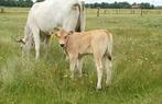 Chianina rund met kalf, zoogstel, Dieren en Toebehoren, Runderen, Vrouwelijk