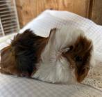 Jong cavia vrouwtje peruvian, Dieren en Toebehoren, Knaagdieren, September, Vrouwelijk, Cavia