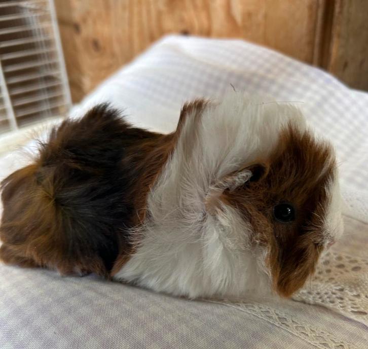 Jong cavia vrouwtje peruvian, Dieren en Toebehoren, Knaagdieren, Vrouwelijk, Cavia, September