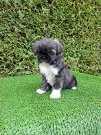 Mooi boomer pupje.  Teefje., Dieren en Toebehoren, Honden | Chihuahua's en Gezelschapshonden, Overige rassen, CDV (hondenziekte)