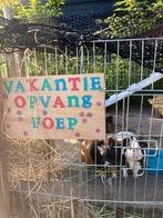 Vakantieopvang voor konijnen en cavia’s!, Ophalen of Verzenden, Zo goed als nieuw