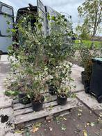 Hedera superplanten snel dicht boven 2mtr slechts 250 st, Tuin en Terras, Ophalen, Vaste plant, Bloeit niet, Halfschaduw