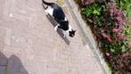 Lieve, rustige kater van 2 jaar (Kiki), Dieren en Toebehoren, Katten en Kittens | Overige Katten, Kater, Kortharig, 0 tot 2 jaar