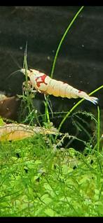 Garnalen shrimps Crystalred, Kreeft, Krab of Garnaal, Zoetwatervis, Schoolvis