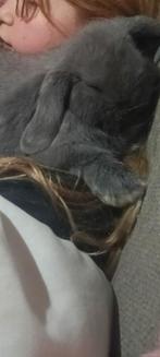 Minilop konijn met hok en toebehoren, Mannelijk, Klein, 0 tot 2 jaar