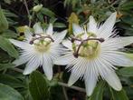 Passiebloem Wit, Volle zon, Vaste plant, Zomer, Ophalen