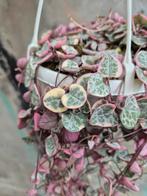 Ceropegia woodii Pink Variegata p14, Huis en Inrichting, Kamerplanten, Ophalen of Verzenden, Overige soorten, Minder dan 100 cm
