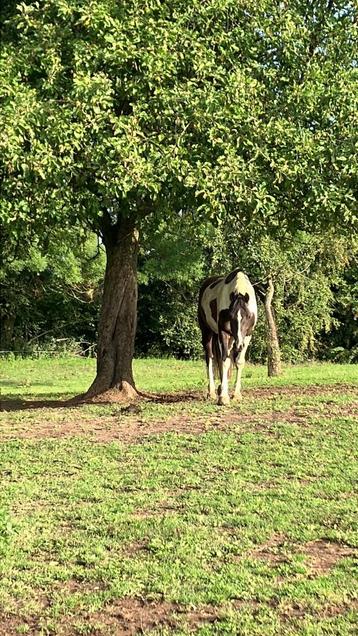 Weiland te huur gezocht beschikbaar voor biedingen