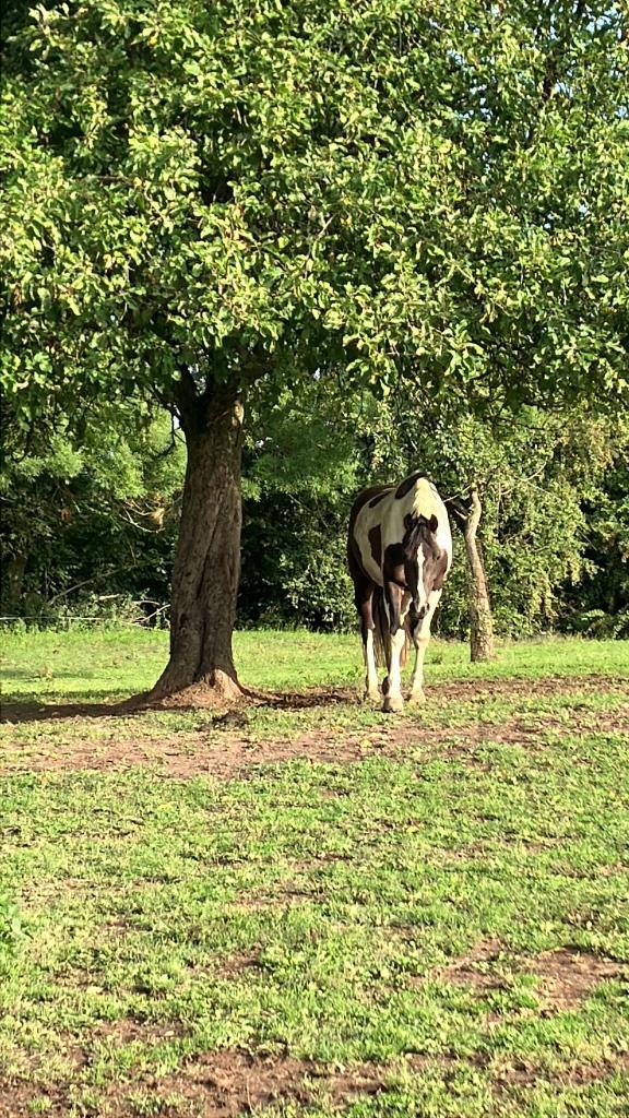 Weiland te huur of te koop gezocht, Dieren en Toebehoren, Stalling en Weidegang, Weidegang