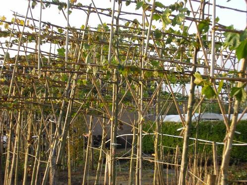 Leilinde,tilia platyphyllos,is een groot bladerig zomerlinde, Tuin en Terras, Planten | Bomen, Leiboom, In pot, Ophalen