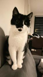 Kittens nu 7+ maanden, Poes, Ontwormd, 0 tot 2 jaar