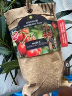 Kweekzakjes tomaten, Ophalen of Verzenden, Voorjaar, Volle zon, Zaad