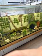 Volledig vast gericht uniek aquarium !!, Dieren en Toebehoren, Vissen | Aquaria en Toebehoren, Ophalen, Zo goed als nieuw, Leeg aquarium