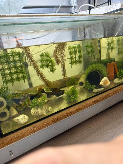 Volledig vast gericht uniek aquarium !!, Dieren en Toebehoren, Vissen | Aquaria en Toebehoren, Zo goed als nieuw, Leeg aquarium
