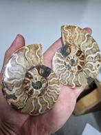 Mooie set ammonieten, Ophalen of Verzenden, Mineraal