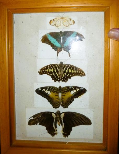 5 exotische vlinders in vitrine iznst, Verzamelen, Dierenverzamelingen, Ophalen of Verzenden, Zo goed als nieuw, Insect, Opgezet dier