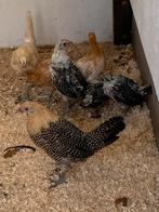 Jonge Groninger meeuw en Friese Hoen, Dieren en Toebehoren, Kip