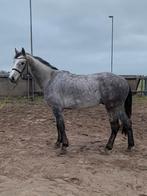 5- jarige ruin Carthago x Stakkato, Dieren en Toebehoren, Paarden, 170 tot 175 cm, Springpaard, Gechipt, Ruin