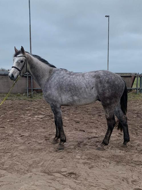 5- jarige ruin Carthago x Stakkato, Dieren en Toebehoren, Paarden, Ruin, Niet van toepassing, 170 tot 175 cm, 3 tot 6 jaar, Springpaard