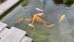 Vijvervissen en toebehoren., Dieren en Toebehoren, Vissen | Vijvervissen, Karper of Koi