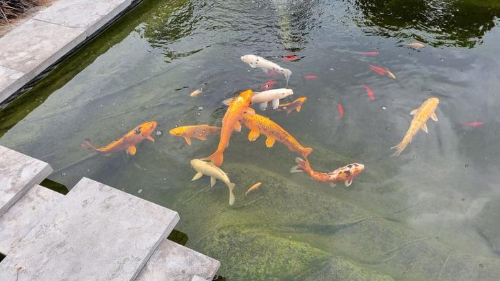 Vijvervissen en toebehoren., Dieren en Toebehoren, Vissen | Vijvervissen, Karper of Koi