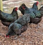 Broedeieren Australorp (groot), Dieren en Toebehoren, Pluimvee, Geslacht onbekend, Kip
