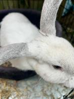 Lief konijn te koop, Dieren en Toebehoren, Mannelijk, Klein, Hangoor, 0 tot 2 jaar