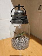Plantjes in glazen pot met verlichting, Ophalen, Halfschaduw, Minder dan 100 cm