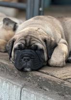 Bullmastiff pups, CDV (hondenziekte), 8 tot 15 weken, Meerdere, Meerdere dieren