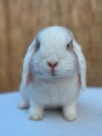 NHD x Minilop voedster 🐰🩷 (met stamboom), Vrouwelijk, Dwerg