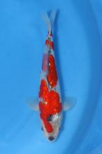 Ginrin Goshiki kweker Kawakami, Karper of Koi