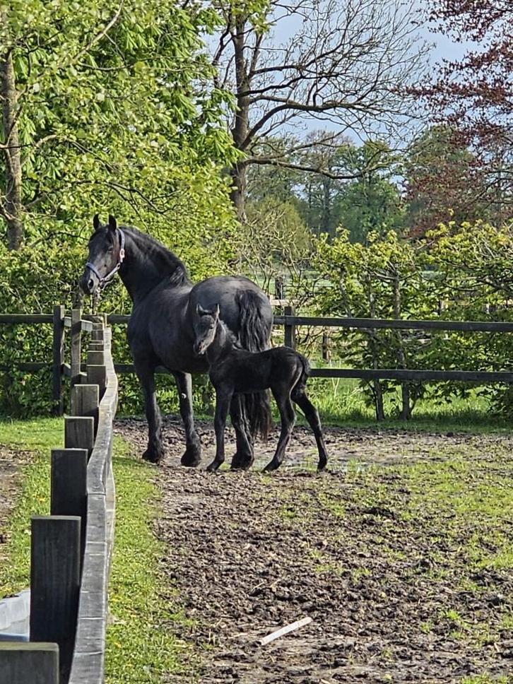 Gezocht stalling in eigen beheer, Dieren en Toebehoren, Stalling en Weidegang, Stalling, Weidegang, 4 paarden of pony's of meer