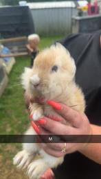 Teddy dwerg konijntjes, Juni, Meerdere dieren, Overige typen, Tam
