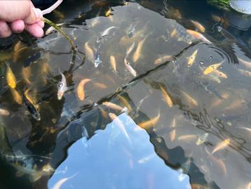 Baby koi 4 tot 10cm circa 900 stuks beschikbaar voor biedingen