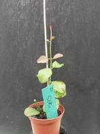 Dischidia geri, Overige soorten, In pot, Minder dan 100 cm, Bloeiende kamerplant