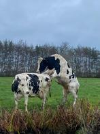 Dekstier, fokstier, 100 HF, Dieren en Toebehoren, December, Mannelijk